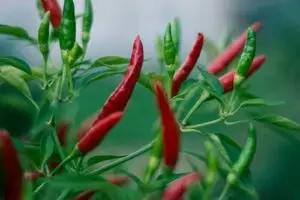 chilipeper