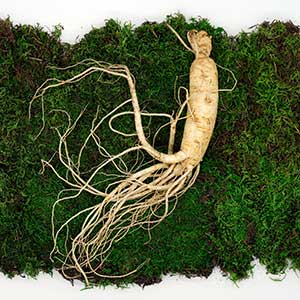 Ginseng-wortel