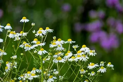 Kamillebloemen in de natuur