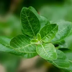 Ashwagandha plant