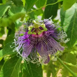 passiflora incarnata flower