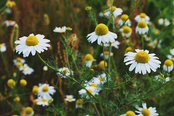 kamillebloemen in het veld